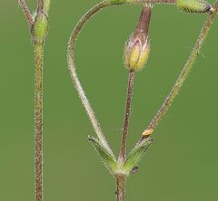 Cerastium subtetrandrum