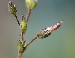 Cerastium subtetrandrum