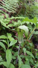 Arisaema triphyllum