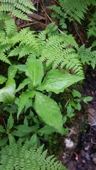 Arisaema triphyllum