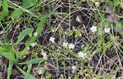 Cerastium subtetrandrum
