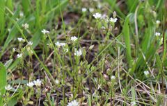 Cerastium subtetrandrum