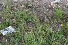 Cerastium subtetrandrum