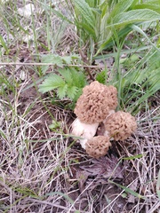Morchella steppicola