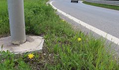 Cerastium subtetrandrum