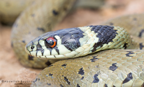Iberian Grass Snake, Chefchaouen, Maroc, photo 7 of 10