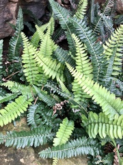 Blechnum australe