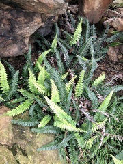 Blechnum australe