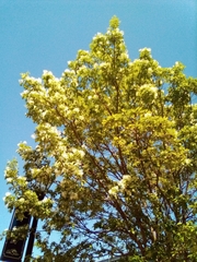 Chionanthus retusus