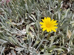 Asteraceae