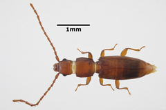 Placonotus donacioides