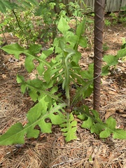 Lactuca hirsuta