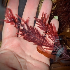 Neoptilota densa