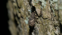 Cryptorhynchus fuscatus