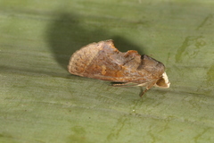 Gonodonta paraequalis