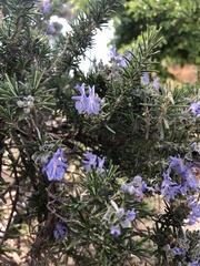 Salvia rosmarinus