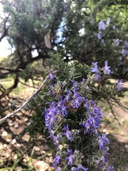 Salvia rosmarinus