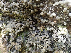 Kretzschmaria cetrarioides