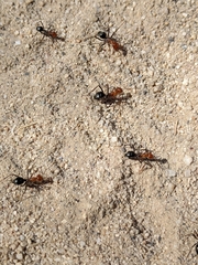 Myrmecocystus melliger