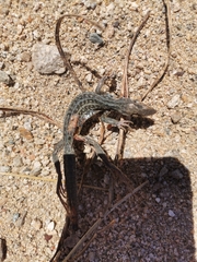 Aspidoscelis maximus