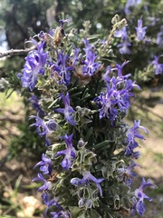 Salvia rosmarinus