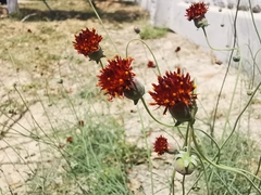 Thelesperma ambiguum