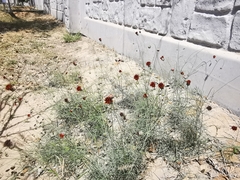 Thelesperma ambiguum