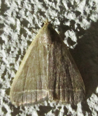 Simplicia extinctalis