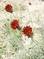 Thelesperma ambiguum