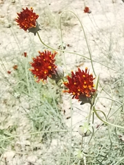 Thelesperma ambiguum