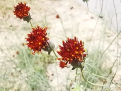 Thelesperma ambiguum