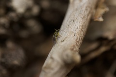 Mesopolobus tibialis