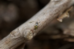 Mesopolobus tibialis