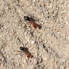 Myrmecocystus melliger