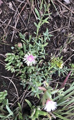Delosperma carterae