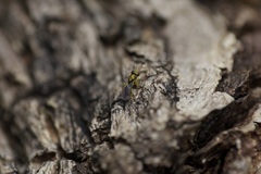 Mesopolobus tibialis