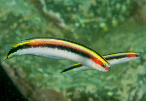 Eastern hulafish (Trachinops taeniatus) — Plesiopidae — 3