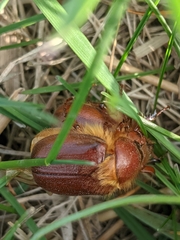Holochelus