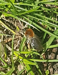 Andrena