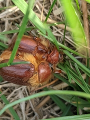 Holochelus