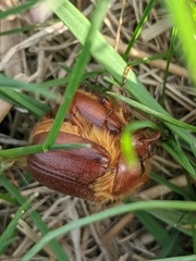 Holochelus