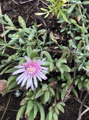 Delosperma carterae