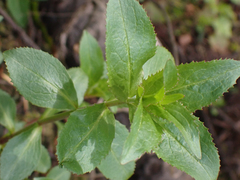 Penstemon serrulatus