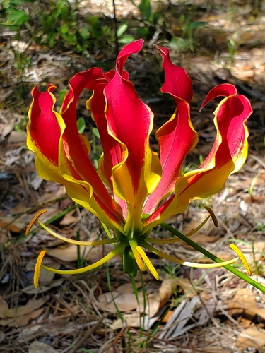 flame lily