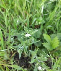 Buglossoides czernjajevii