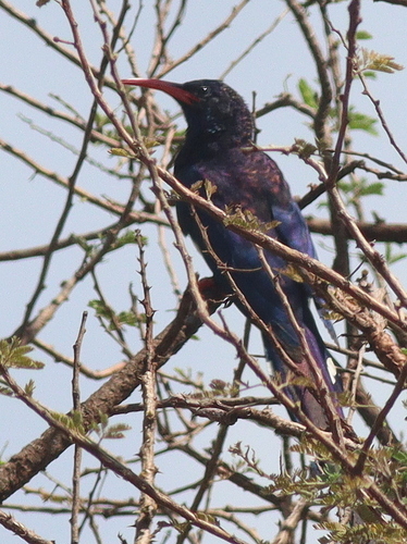 Violet Wood Hoopoe (Phoeniculus damarensis), photo 6
