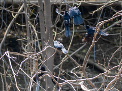 Lampropsar tanagrinus