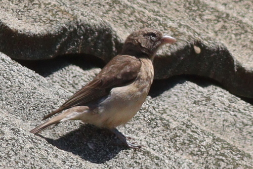 Yellow-spotted Bush Sparrow (Gymnoris pyrgita), photo 5