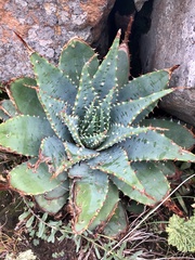 Aloe pratensis