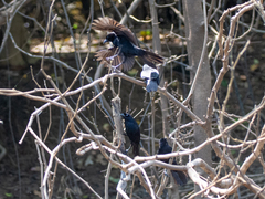 Lampropsar tanagrinus